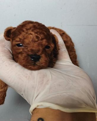 Barboncino Toy Red con pedigree enci