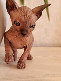 Sphynx