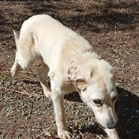 Un'anima dimenticata