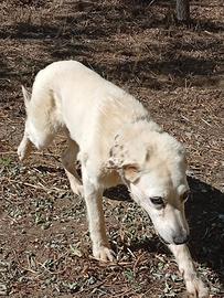 Un'anima dimenticata