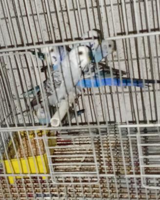 cocoriti