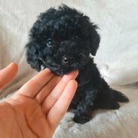 Splendido Barboncino Toyal Black Maschietto