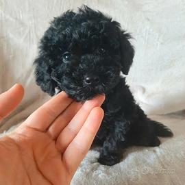 Splendido Barboncino Toyal Black Maschietto