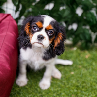 Cavalier king tricolore
