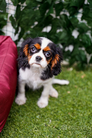 Cavalier king tricolore