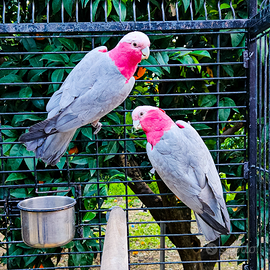Coppia cacatua ROSEICAPILLA anno 2025