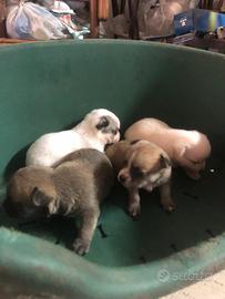 Chihuahua toy