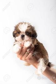 shih tzu 