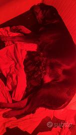 Cuccioli Rottweiller