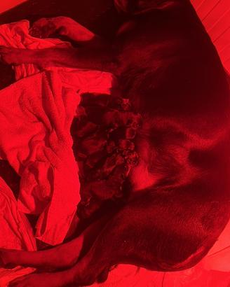 Cuccioli Rottweiller