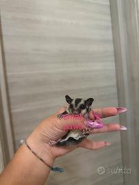 Petauro Dello Zucchero