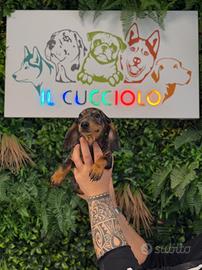 Cuccioli di bassotto maschio