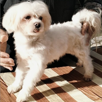 Maltese picc taglia ADOZIONE ADULTA disponibile