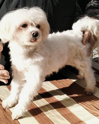 Maltese picc taglia ADOZIONE ADULTA disponibile