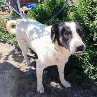 Portami a casa con te mi chiamo Speedy