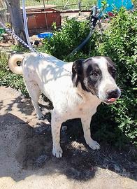 Portami a casa con te mi chiamo Speedy