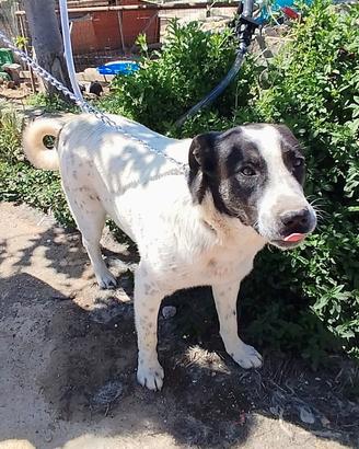 Portami a casa con te mi chiamo Speedy