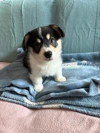 Cucciolo Welsh Corgi Pembroke