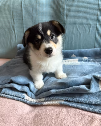 Cucciolo Welsh Corgi Pembroke