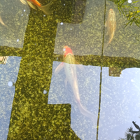 Koi Butterfly 30/35cm