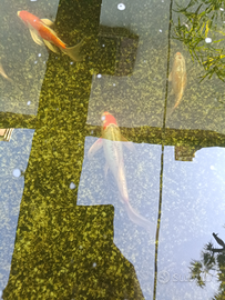 Koi Butterfly 30/35cm