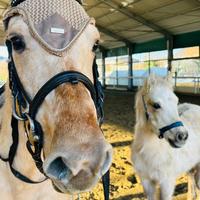 Splendida cavalla e puledro palomini