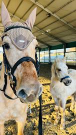 Splendida cavalla e puledro palomini