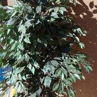 ficus benjamin pianta artificiale