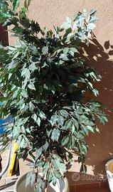 ficus benjamin pianta artificiale