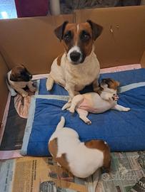Jack russell