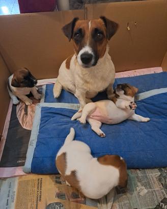 Jack russell