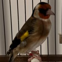 Cardellino di razza foi 2024 garantito