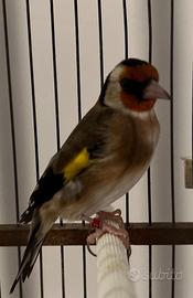 Cardellino di razza foi 2024 garantito