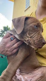 Cucciolo di pitbull