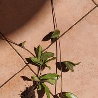 Hoya carnosa