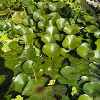 Ninfee da laghetto di vari colori