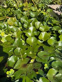 Ninfee da laghetto di vari colori