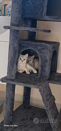 Coppia gatti british shorthair