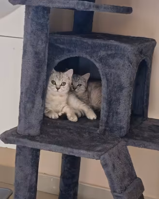 Coppia gatti british shorthair