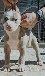 American Pitbull Terrier