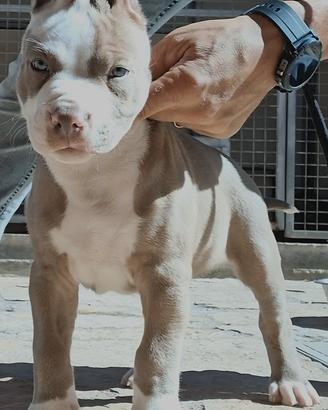 American Pitbull Terrier