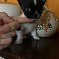 Chihuahua pelo corto