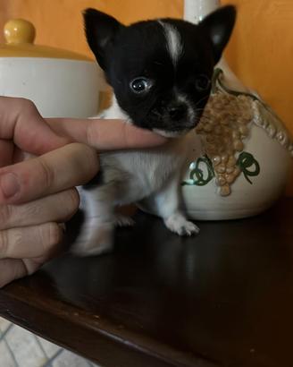 Chihuahua pelo corto