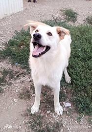 Cucciolo 9 mesi