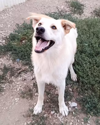 Cucciolo 9 mesi