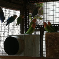 Inseparabili e cocorite