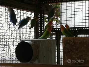 Inseparabili e cocorite