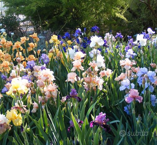 10 semi di IRIS barbata Mix (iris germanica)