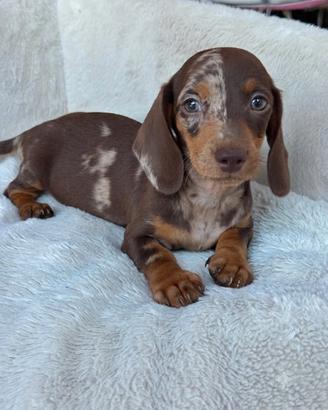 Bassotti cuccioli 