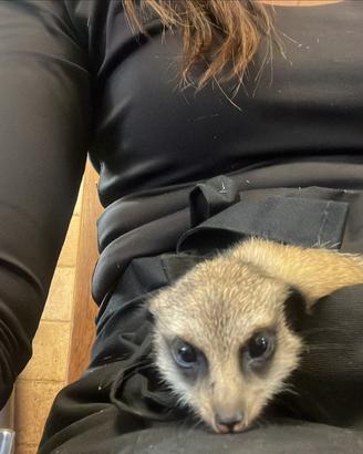 Suricata